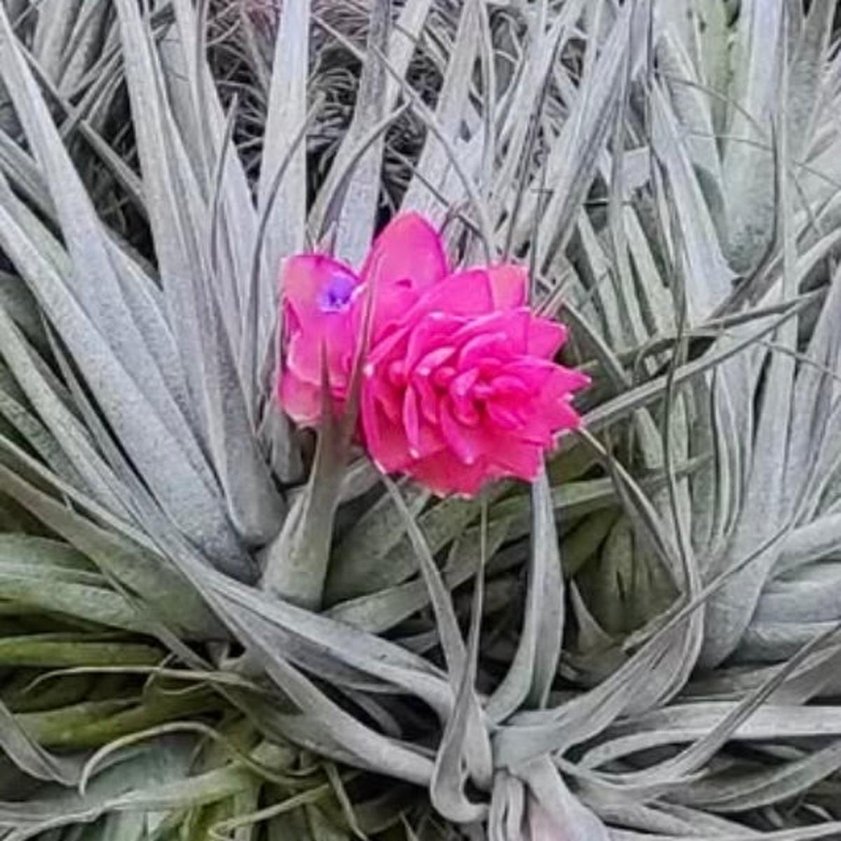 Tillandsia stricta