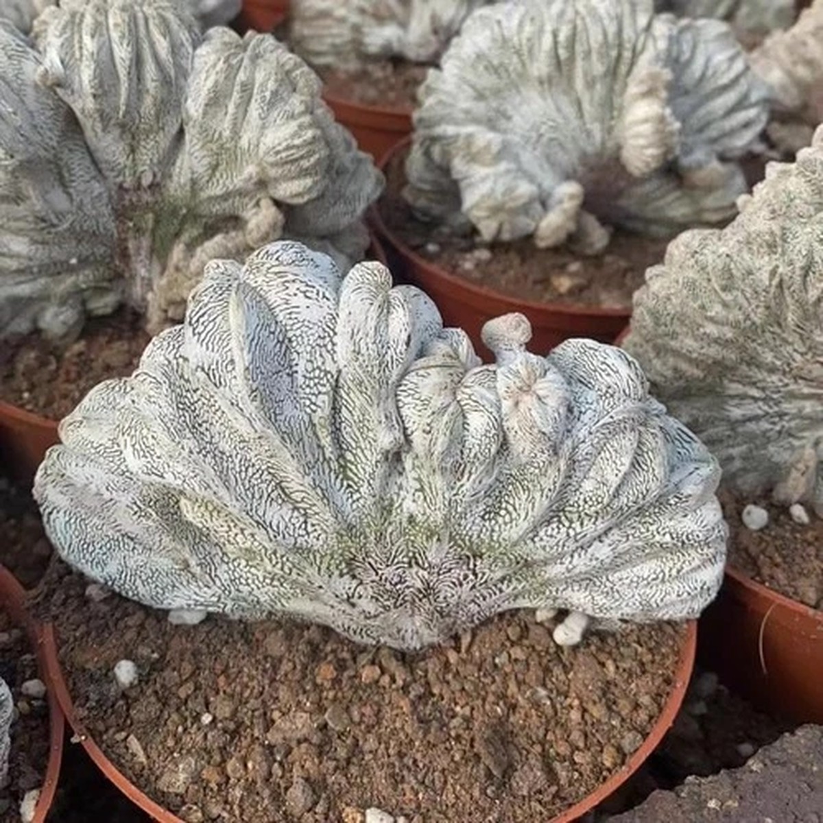 12-13CM Succulent Cactus Plant Astrophytum Myriostigma Onzuka Cristata Cactaceae