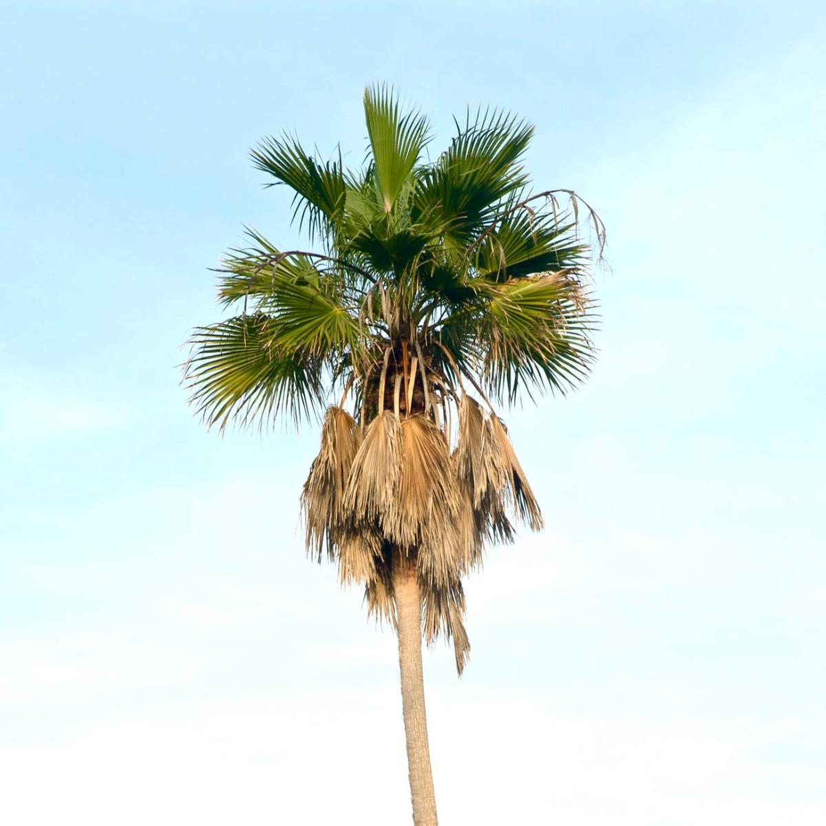 Washingtonia robusta