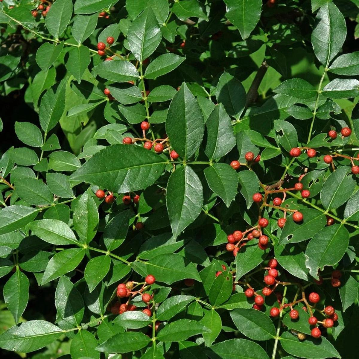 Zanthoxylum coreanum