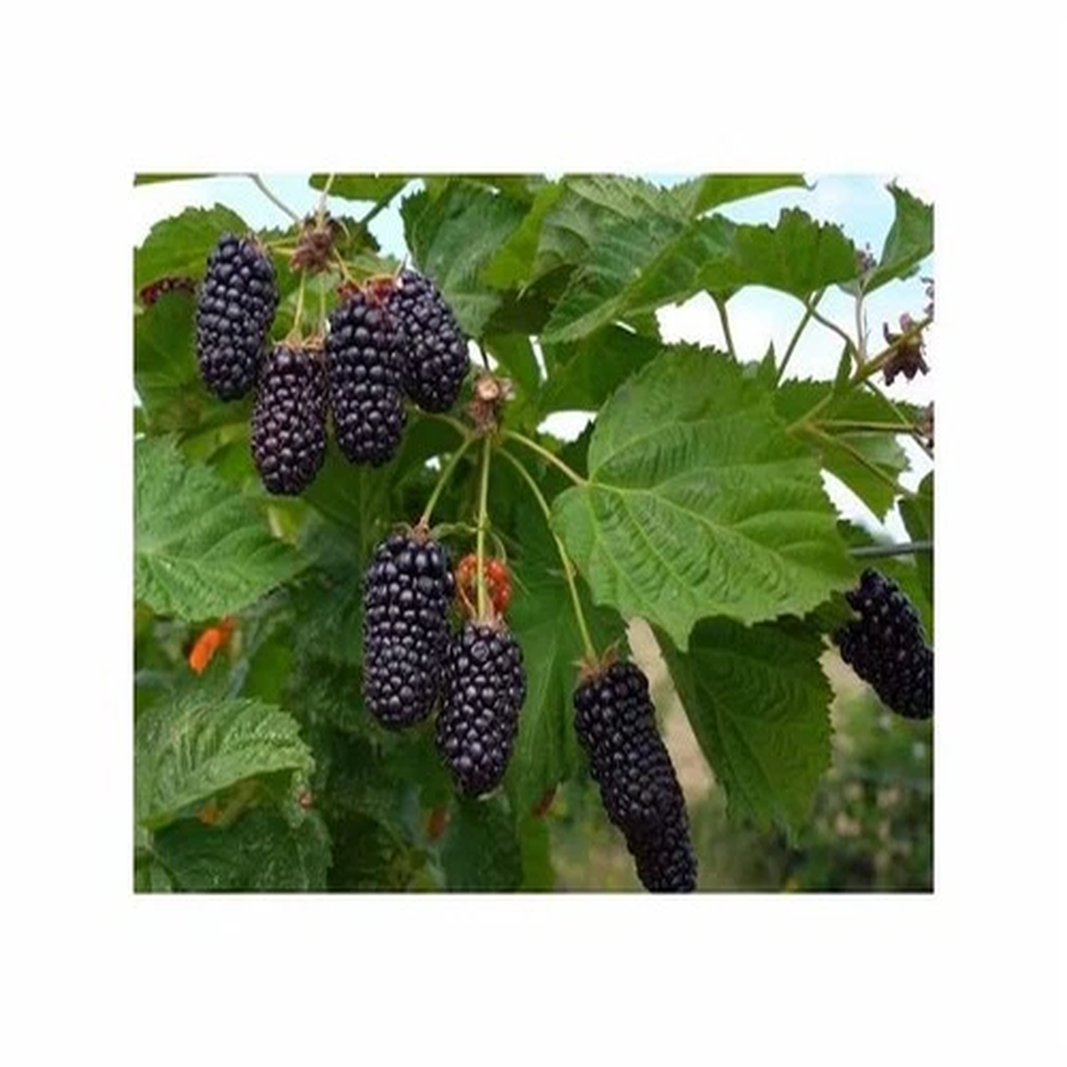 25x Giant F1 Blackberry Fruit Garden Plants - Seeds A125