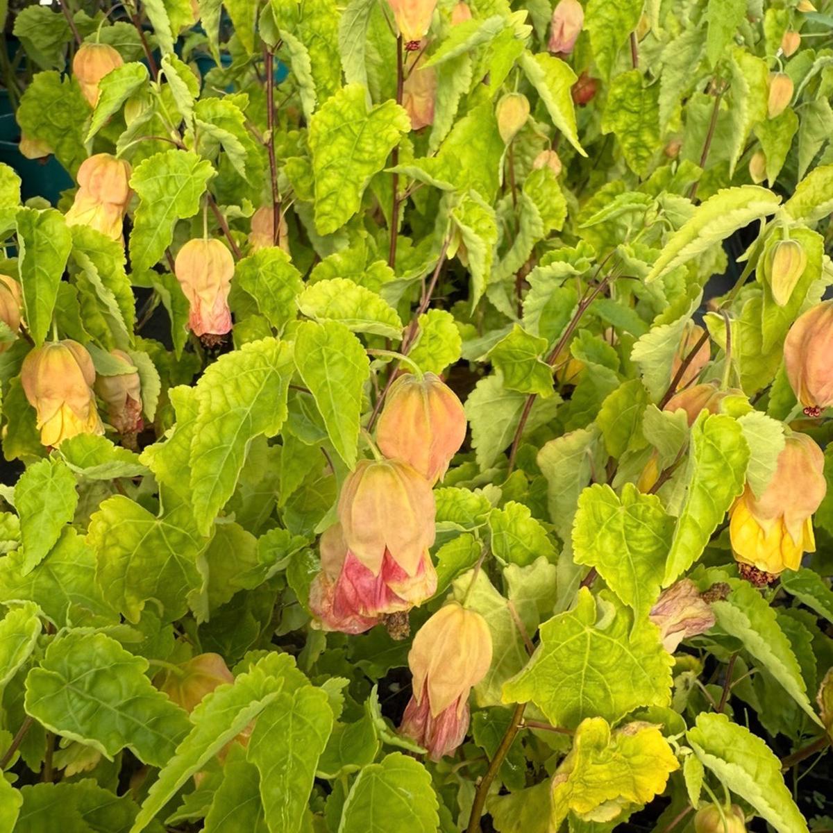 Abutilon 'Little Imp Chinese Lantern'