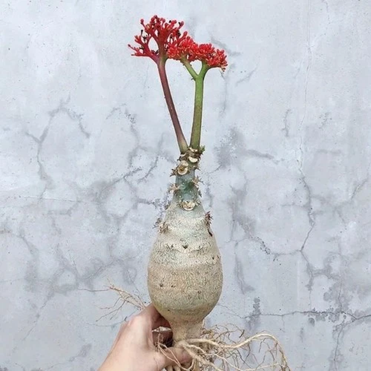 12CM Succulent Cactus Plant Jatropha Podagrica Hook Cactaceae Home Garden Plant