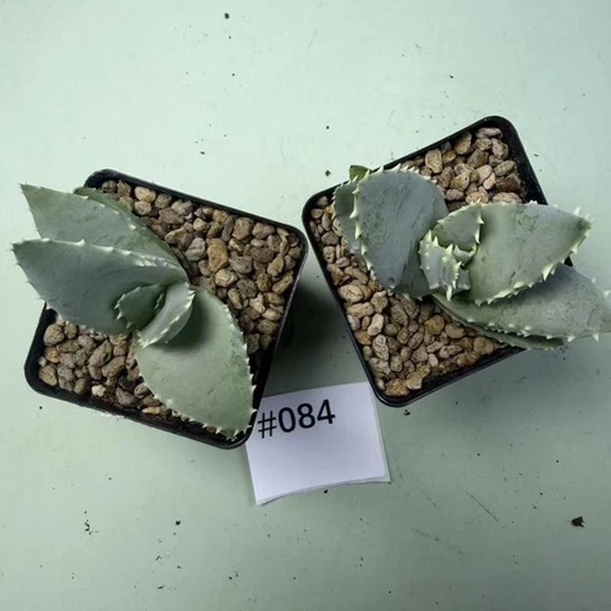 2pcs Sale Rare Cacti Aloe pillansii WYSIWYG Own Root Boutique Decor Garden