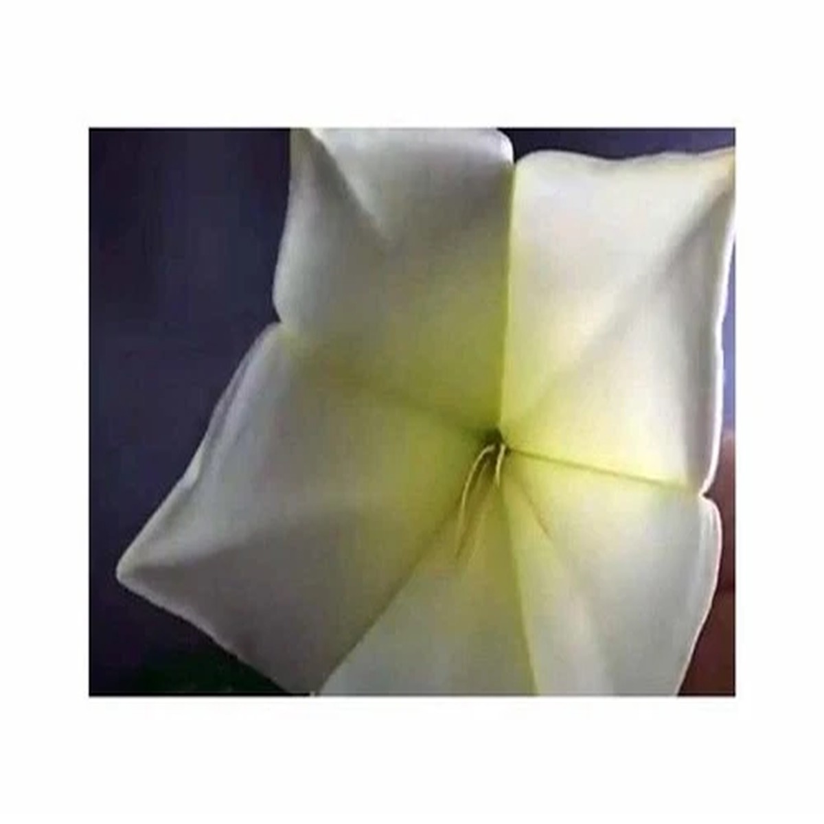 2x Osa pulchra Flowering Shrub with Hanging Flowers Plants - Seeds ID1713