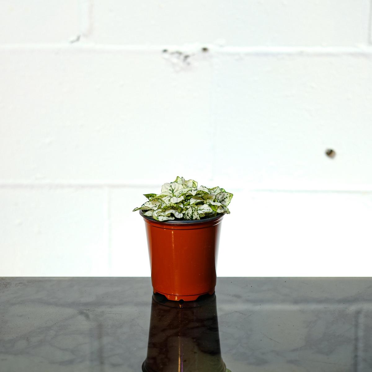 White Polka Dot Plant: Hypoestes phyllostachya - 4 inch pot