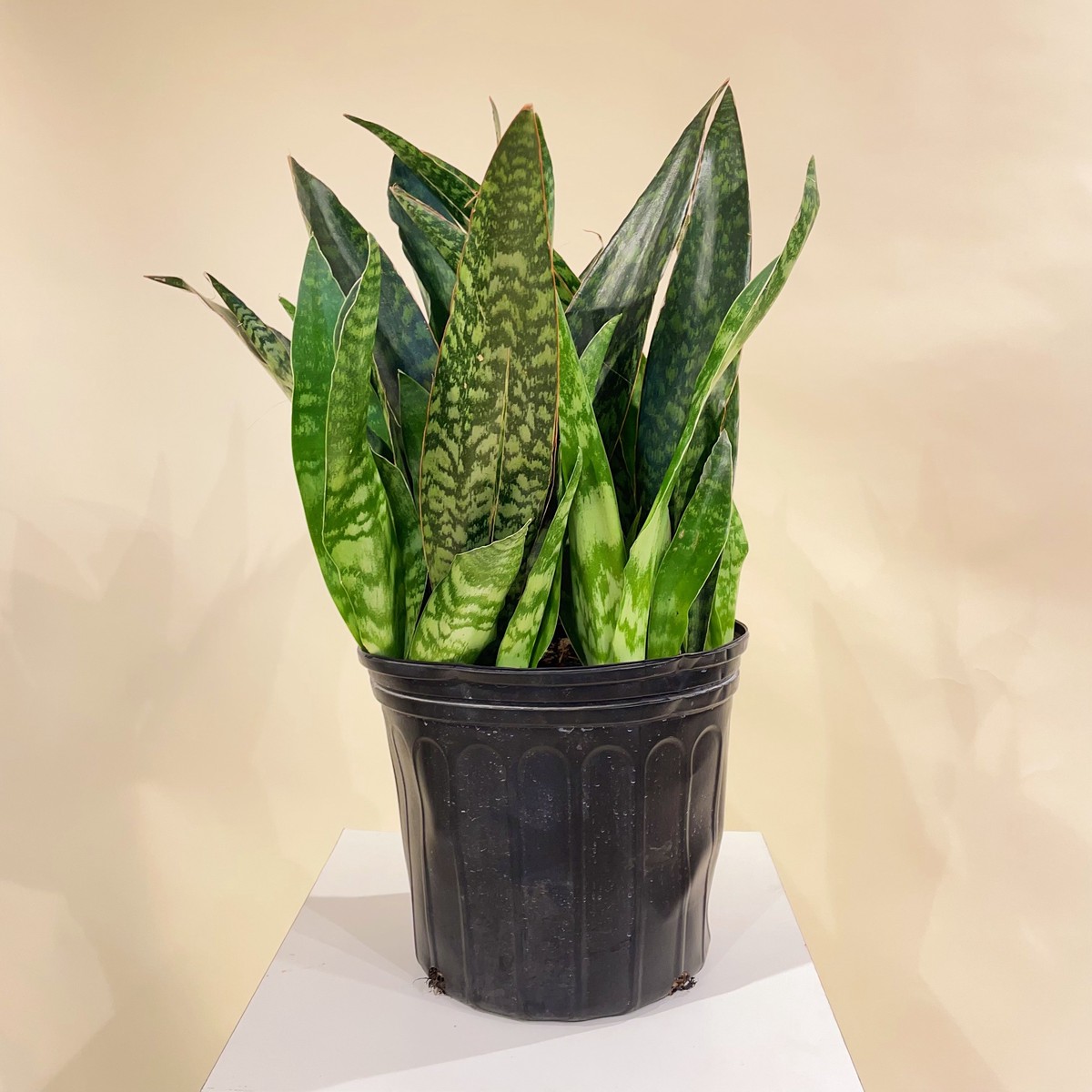 Wide-Leaf Snake Plant: Sansevieria trifasciata 'Jaboa' - 10 inch pot - 2-3 foot tall