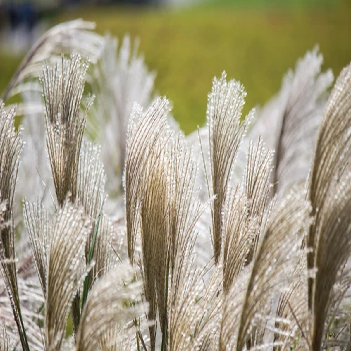 10 SILVER MAIDEN GRASS Miscanthus Sinensis Japanese Pampas Perennial Flower Seed