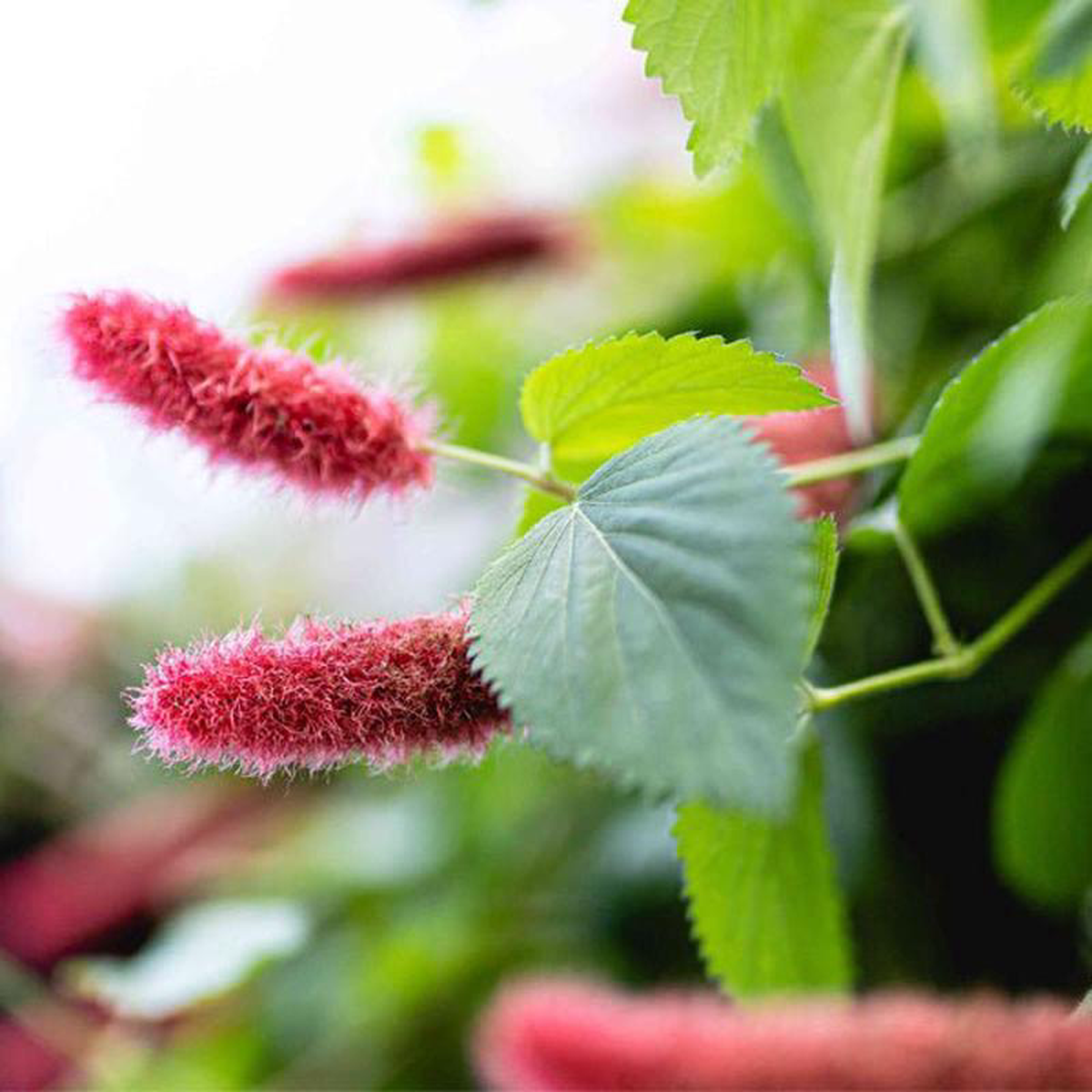 Acalypha hispida alba 8211 Plant