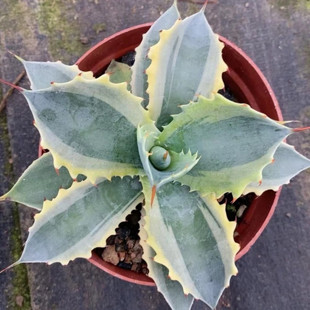 12CM Succulent Agave Plant Agave Potatorum Variegated lkar-i-raijin-Nishki Plant