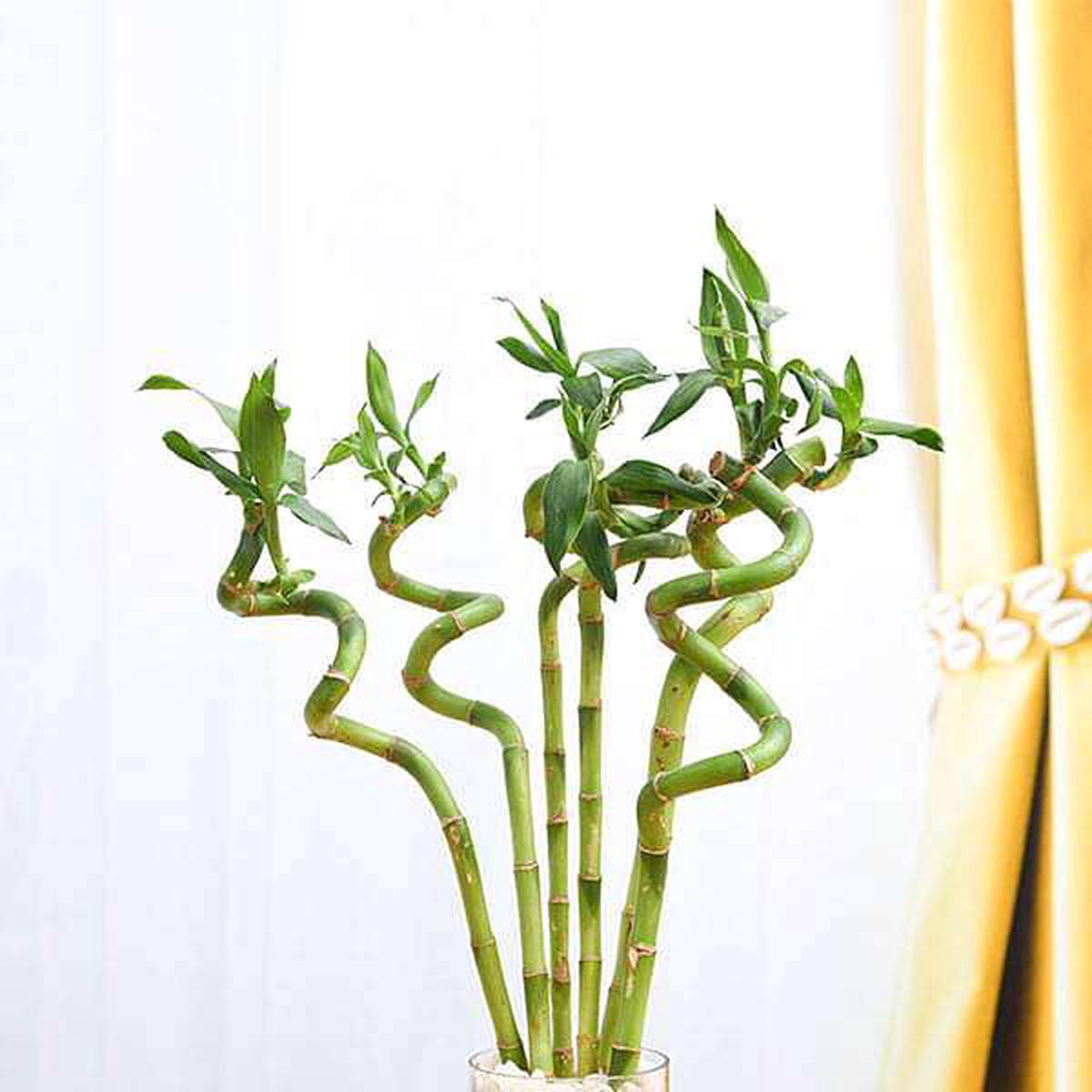 30 cm Spiral Stick Lucky Bamboo Plant - (Pack of 6) - Default Title