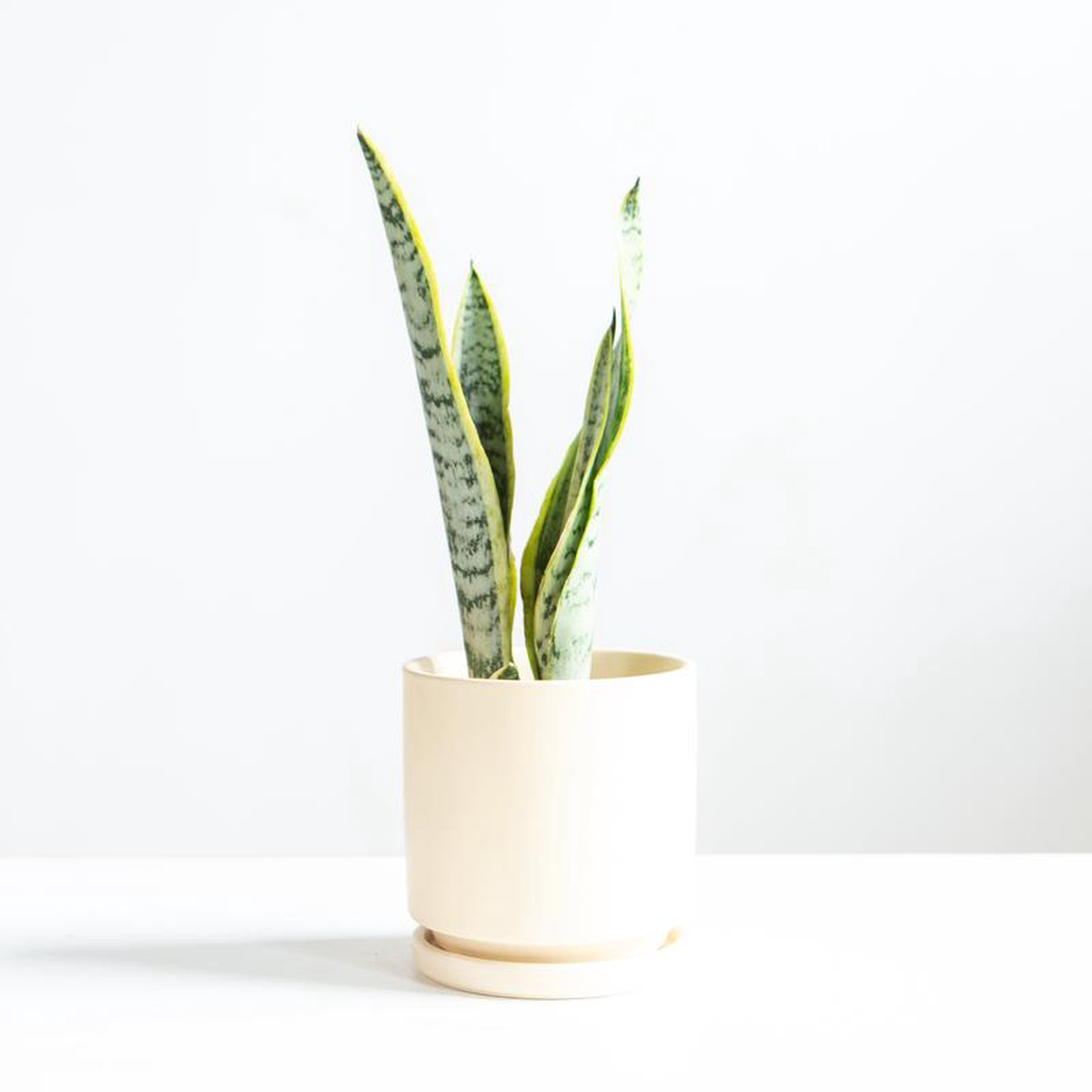 Yellow Snake Plant: Sansevieria trifasciata Laurentii  4 inch pot