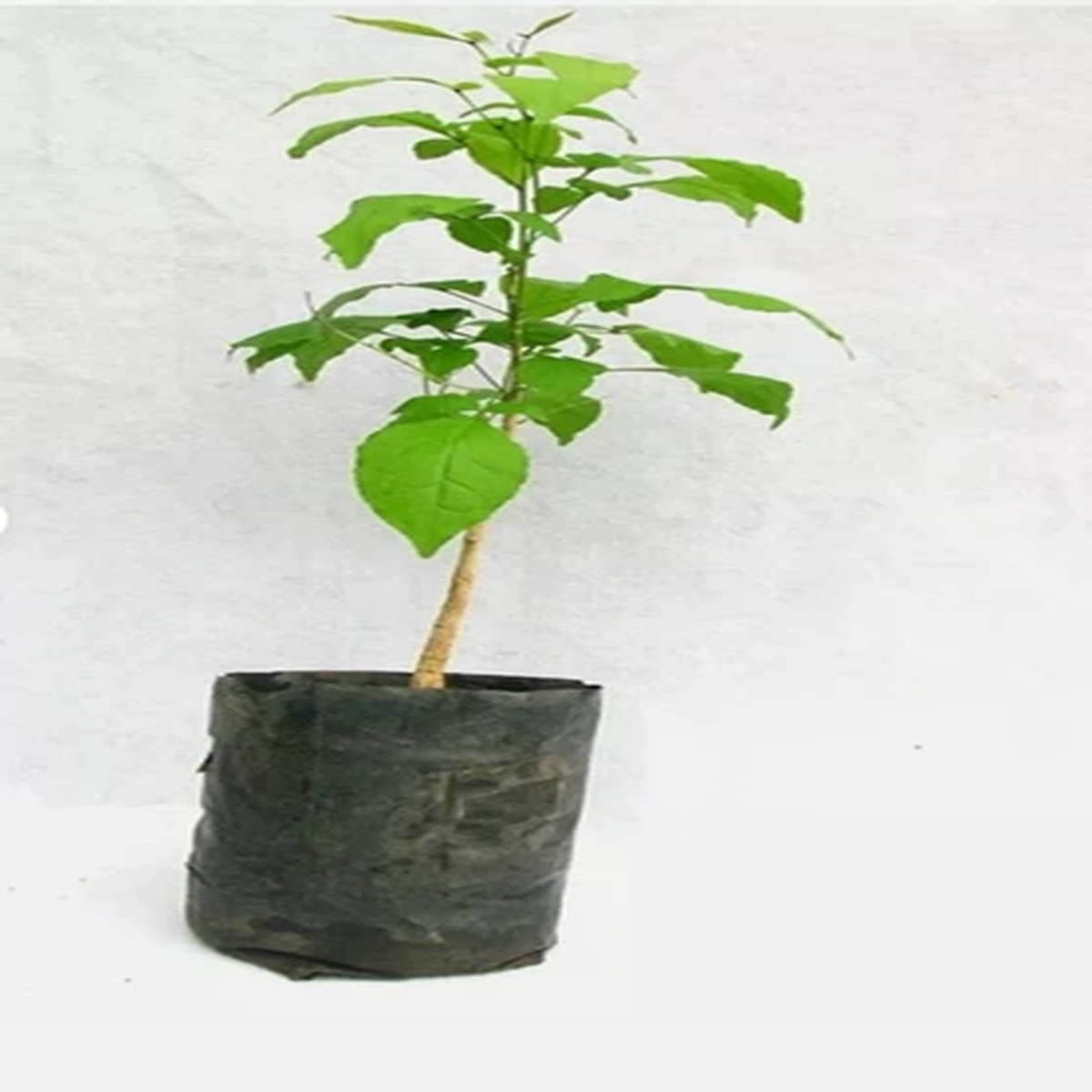 2 Bel Patra, Bilva Plant Live Plant Length 18 inch for Planting Garden Plant