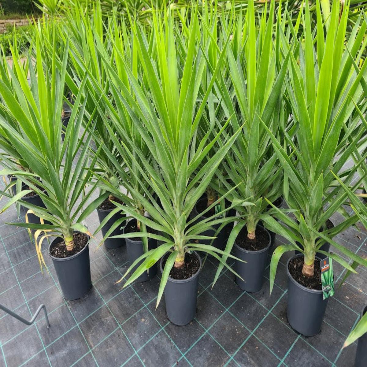 Yucca elephantipes (Spineless Yucca)