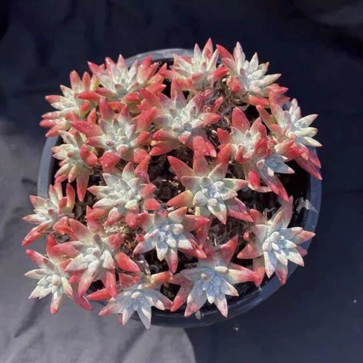 10CM Succulent Plant Dudleya Gnoma(9-15 Heads)Crassulaceae Home Garden Beautiful