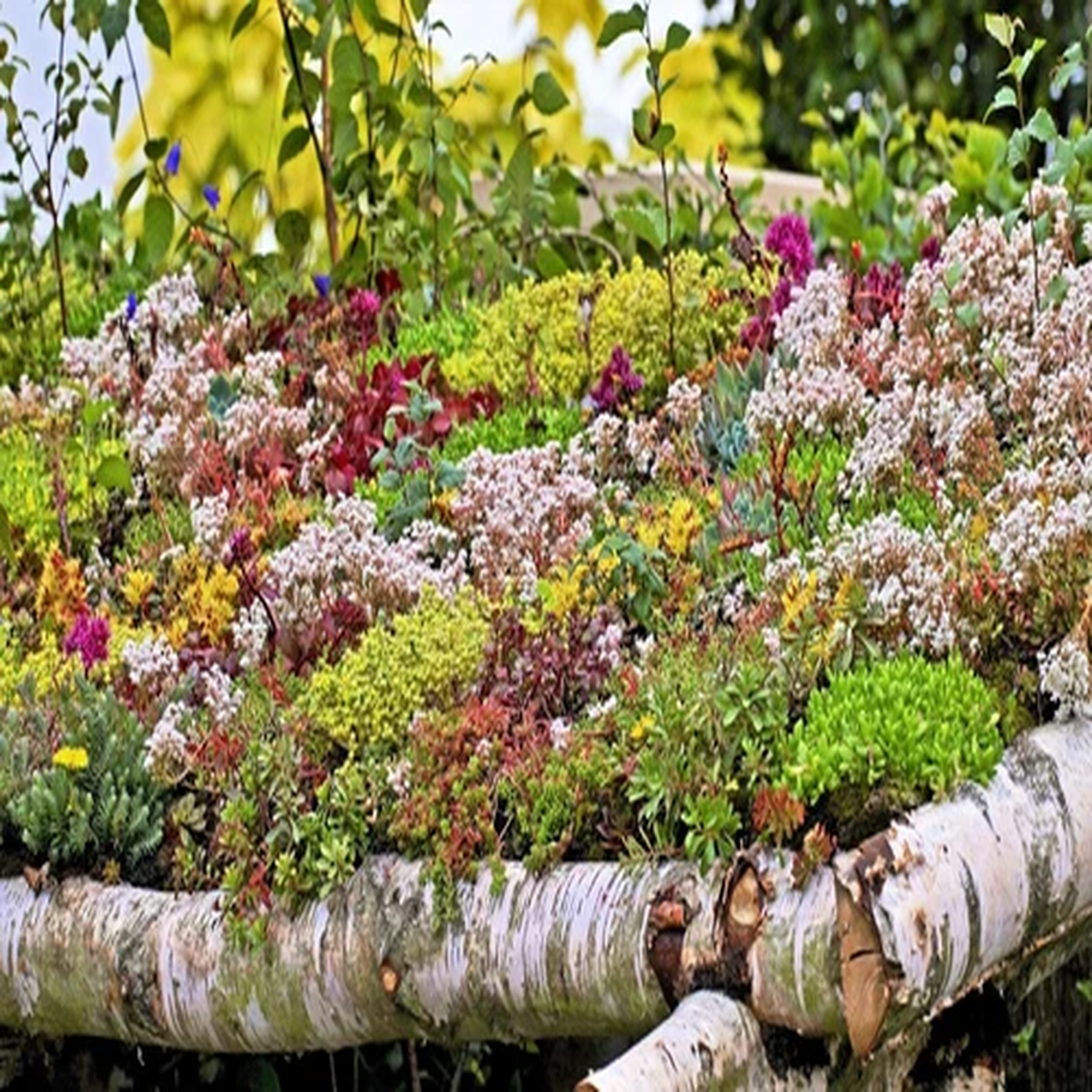 150 MIXED SEDUM Stonecrop Succulent Groundcover Red White Yellow Pink Purple Flo