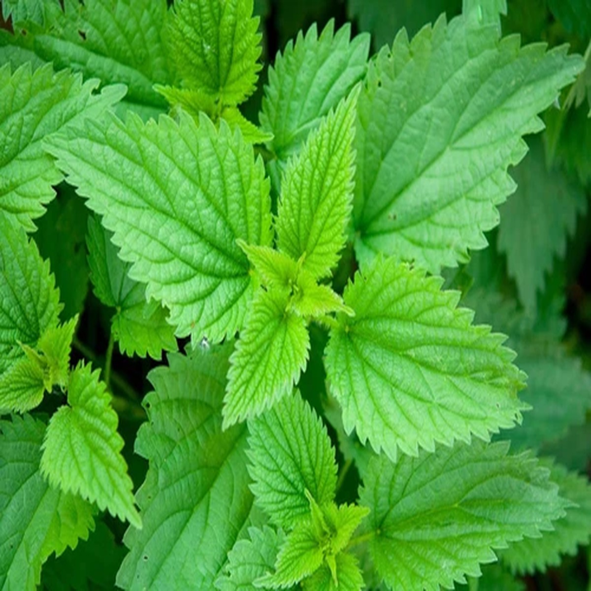 200 STINGING NETTLE Urtica Dioica (aka Common, California, or Bull Nettle / Trea