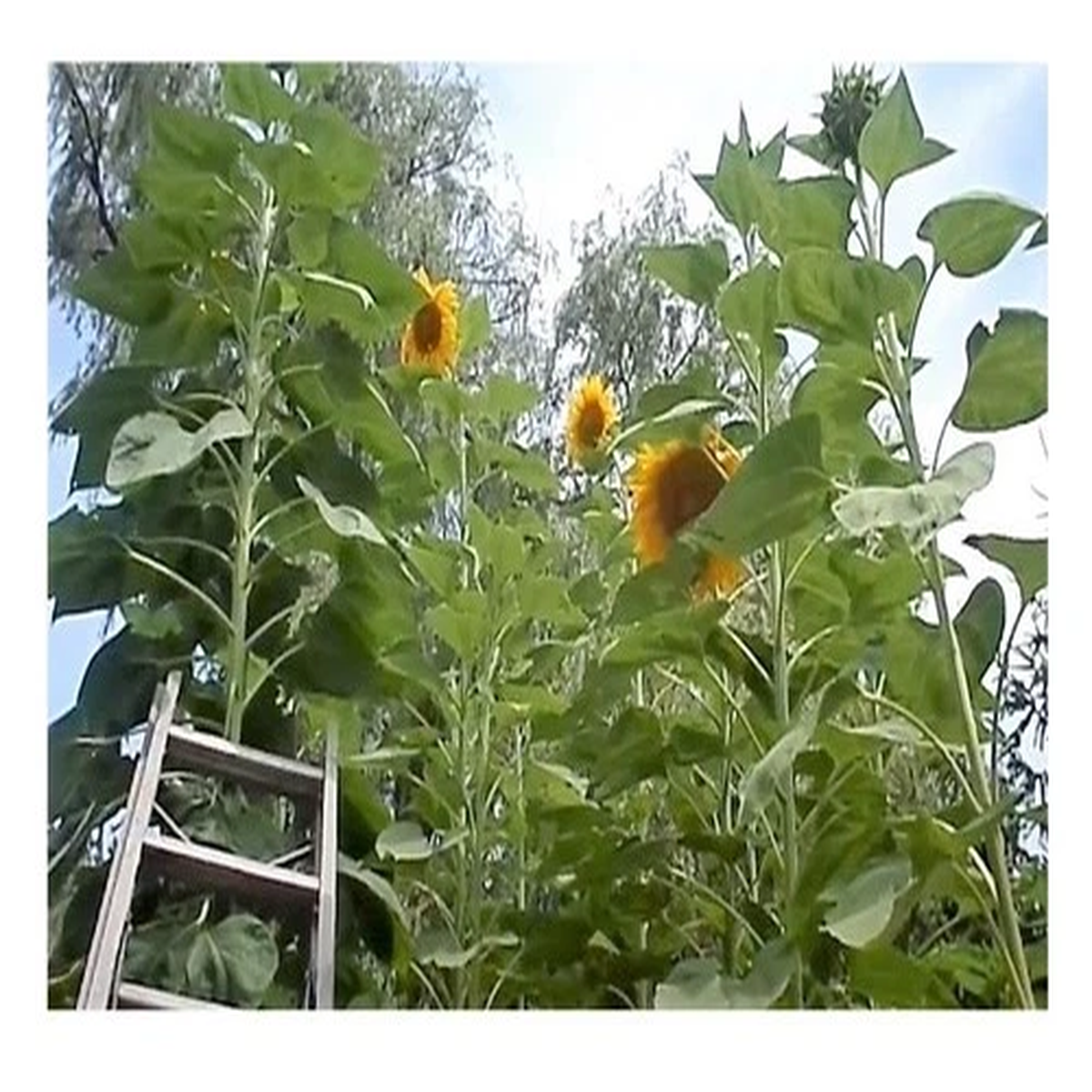 25x Sunflowers 5.2 Metres Giant Sunflowers Seeds A424