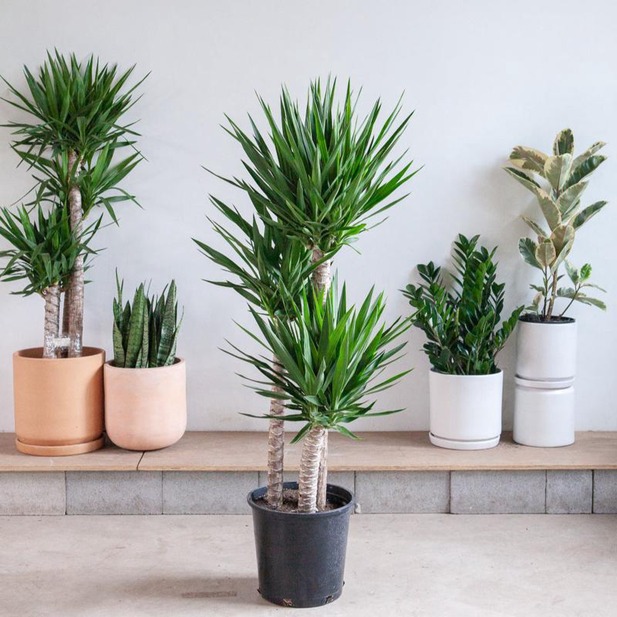 Yucca Staggered Cane: Yucca gigantea  14 inch pot  5-6 foot tall