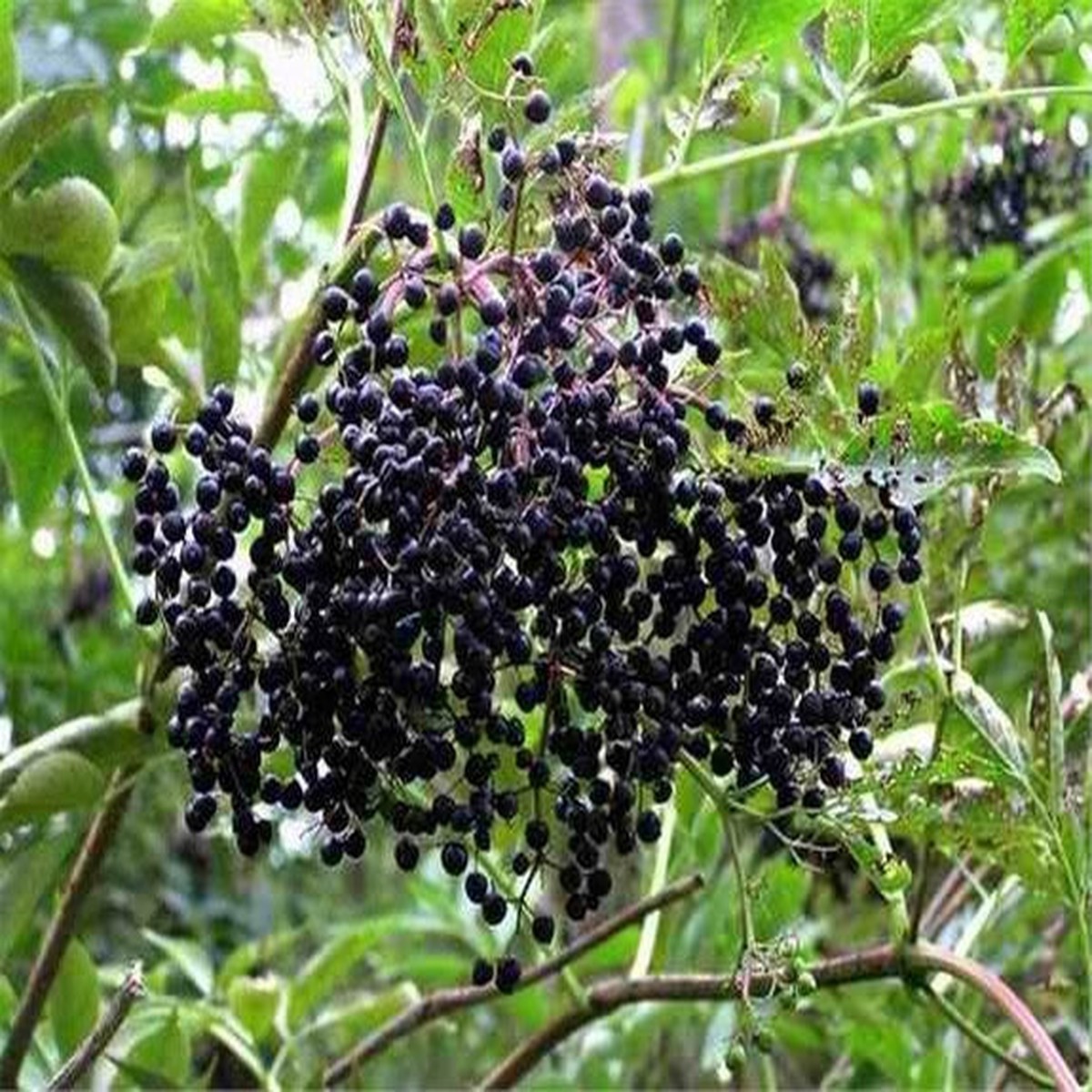 2 Sambucus canadensis American Elderberry Bush - Live Bare Root Plant for Zones 3-9 - Edible Berries, Wildlife-Friendly
