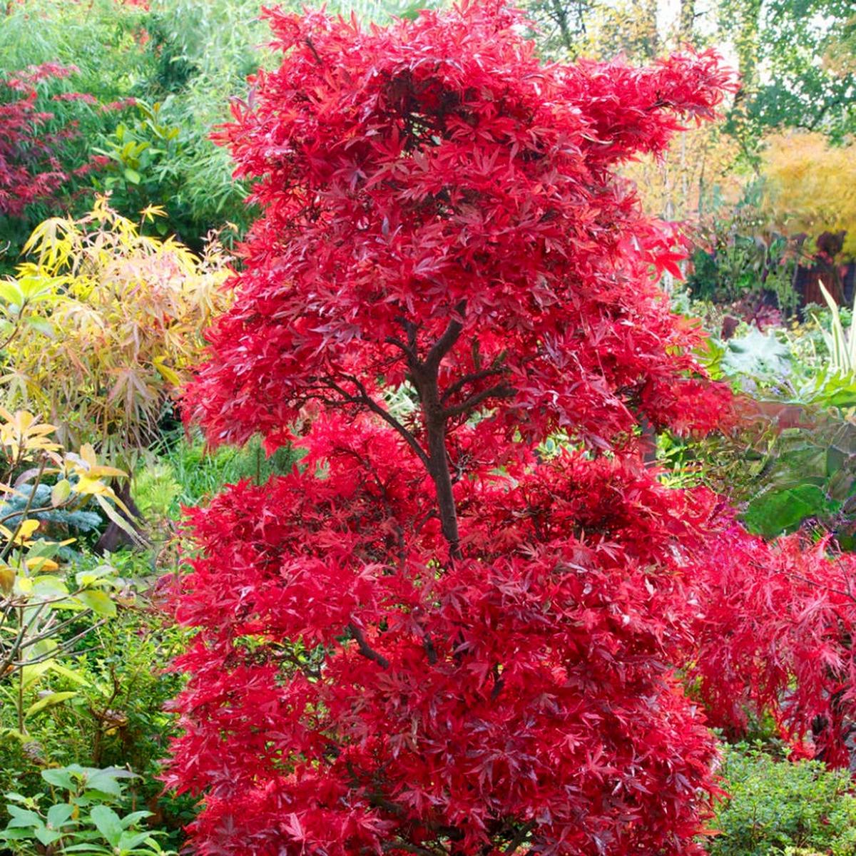 Acer palmatum cv Shaina