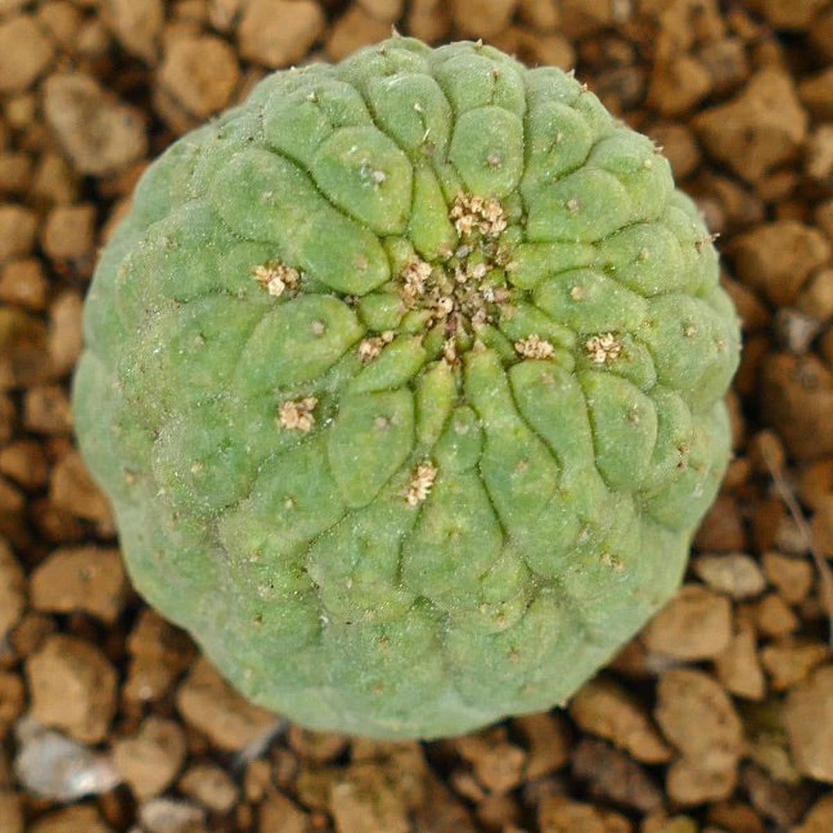 Trichocaulon cactiformis SPECIMEN C412
