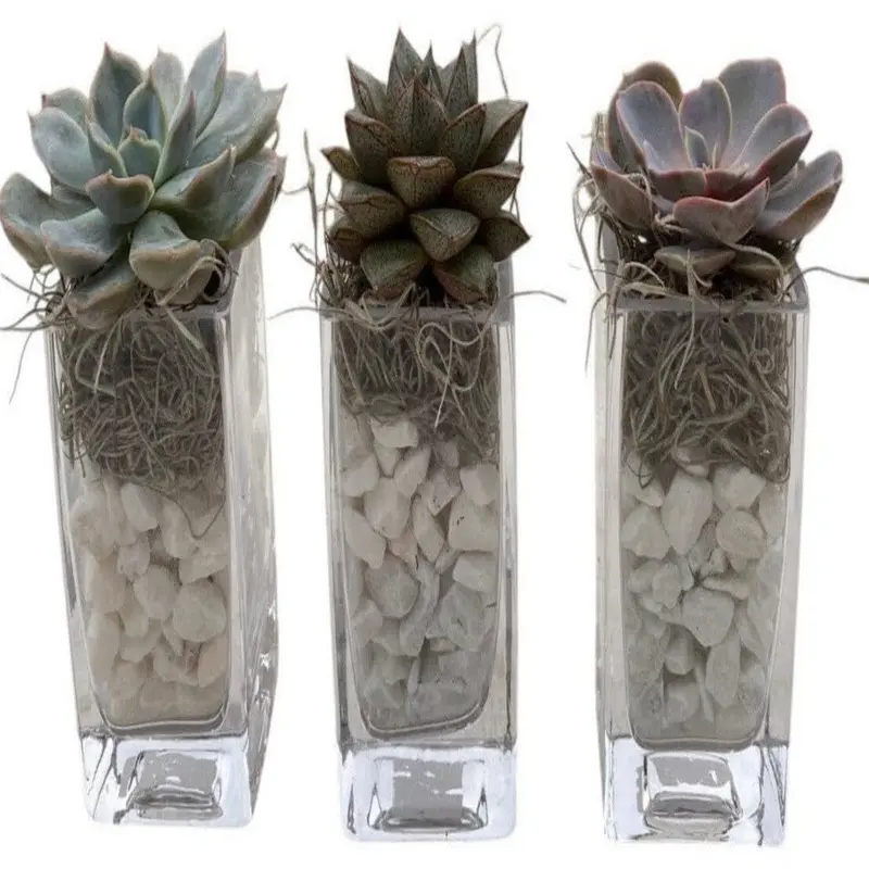 Trio Mini Succulent Arrangement