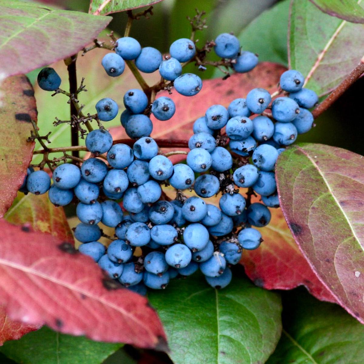 Viburnum nudum
