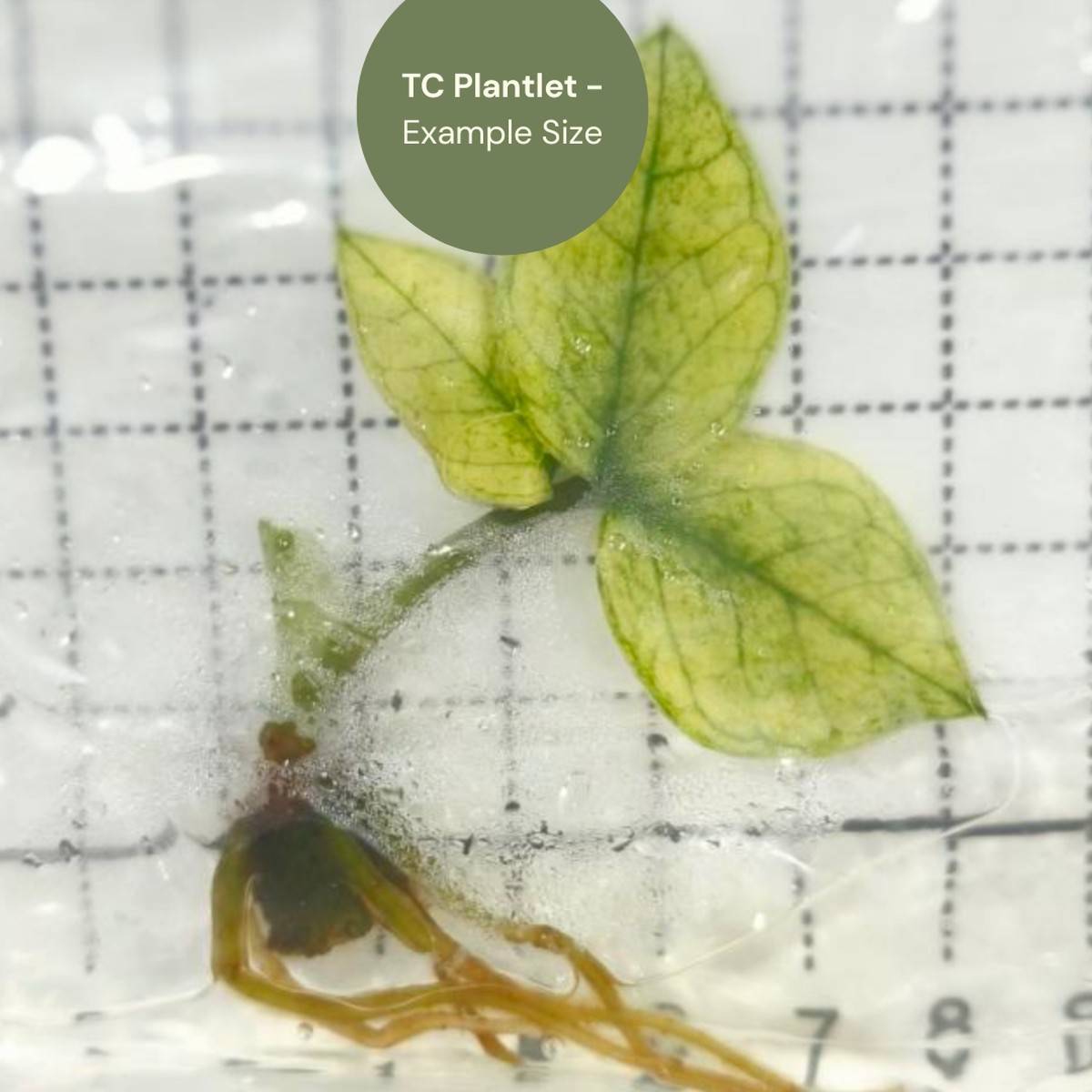 Zamioculcas zamiifolia Mint Variegated (TC Plantlet) - Preorder