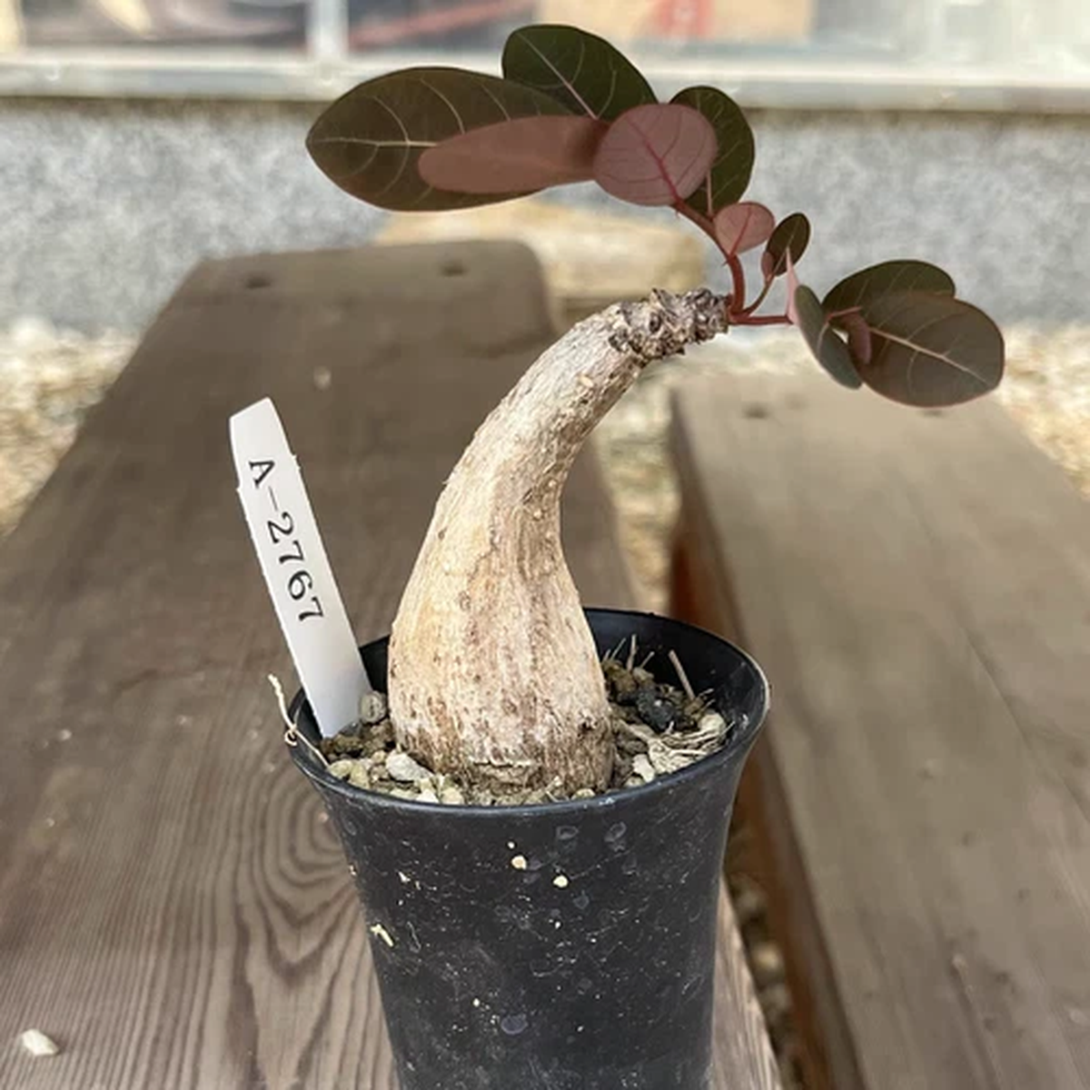 1/3/5pcs Pot 6cm Phyllanthus mirabilis Random Own Root