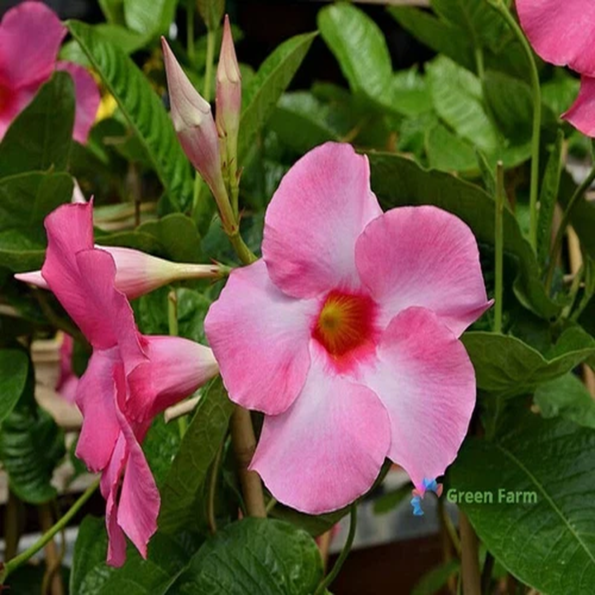 100 Seeds Mandevilla Pink Rocktrumpet Fragrant Flowers Evergreen Flowering Vines