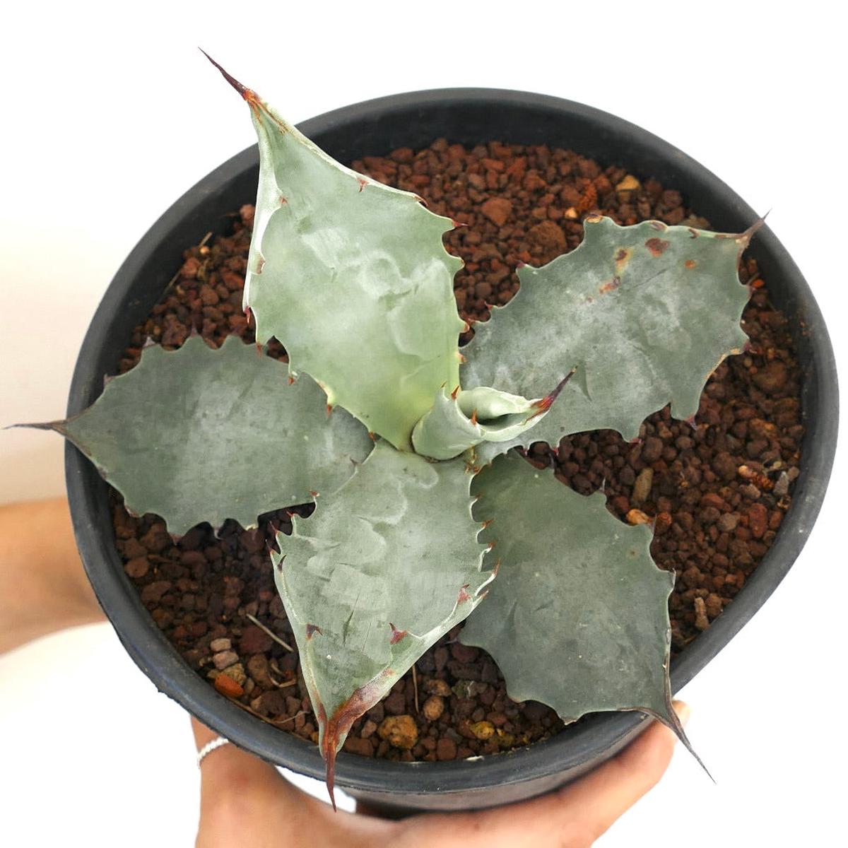 Agave colorata SELECTED CLONE 8A5