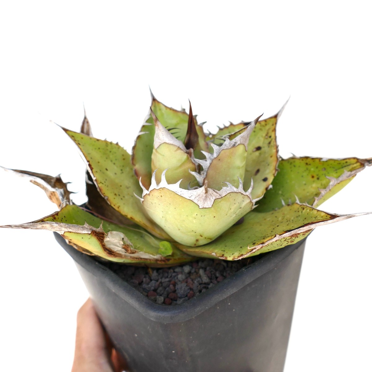 Agave oteroi WILD SELECTED