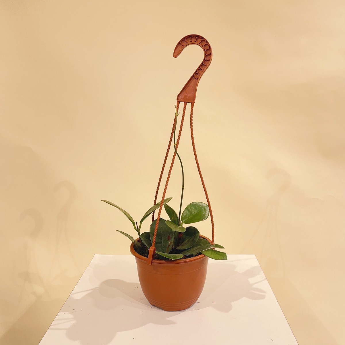 Waxvine: Hoya australis - 6 inch hanging basket