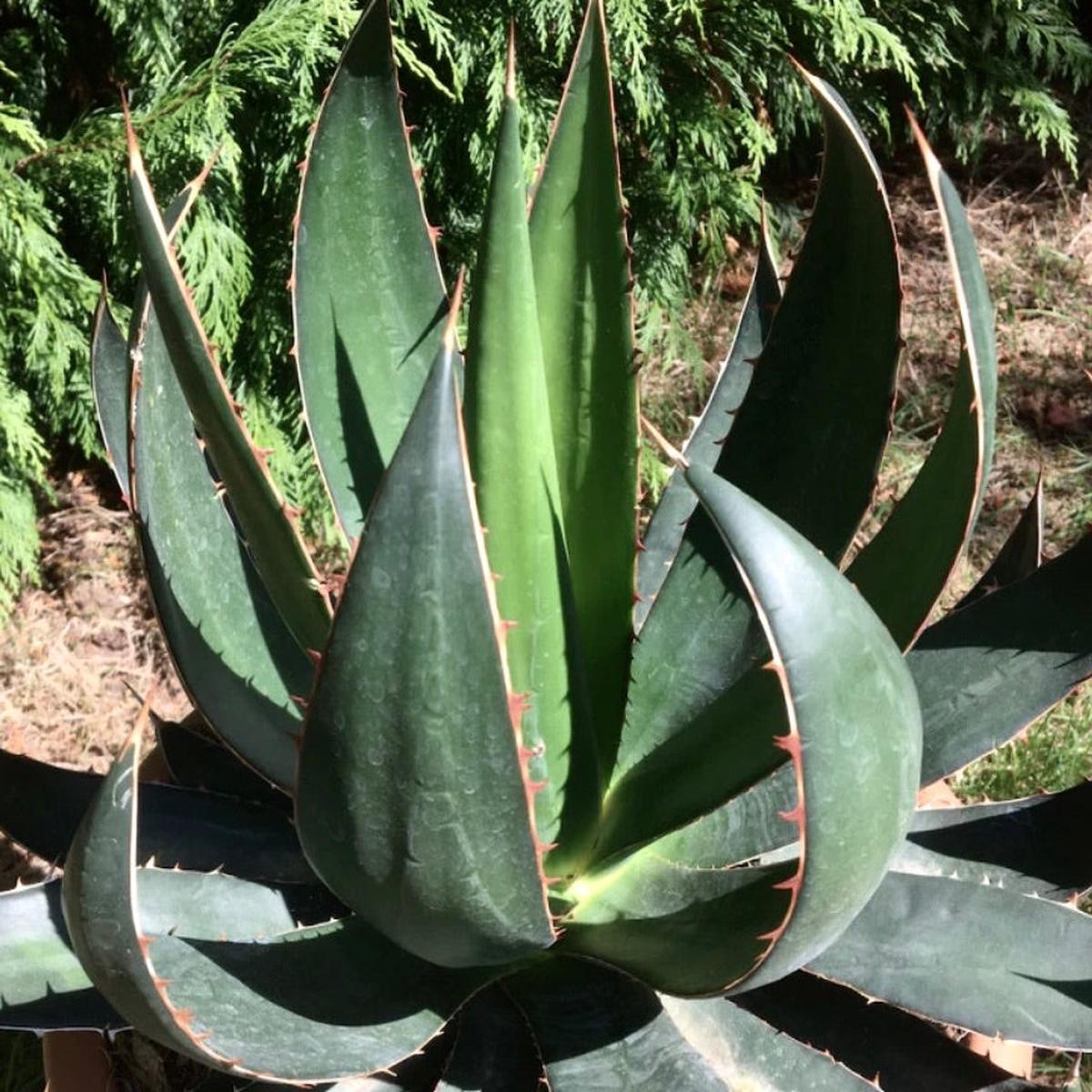 Agave garciae-mendozae 30-40cm