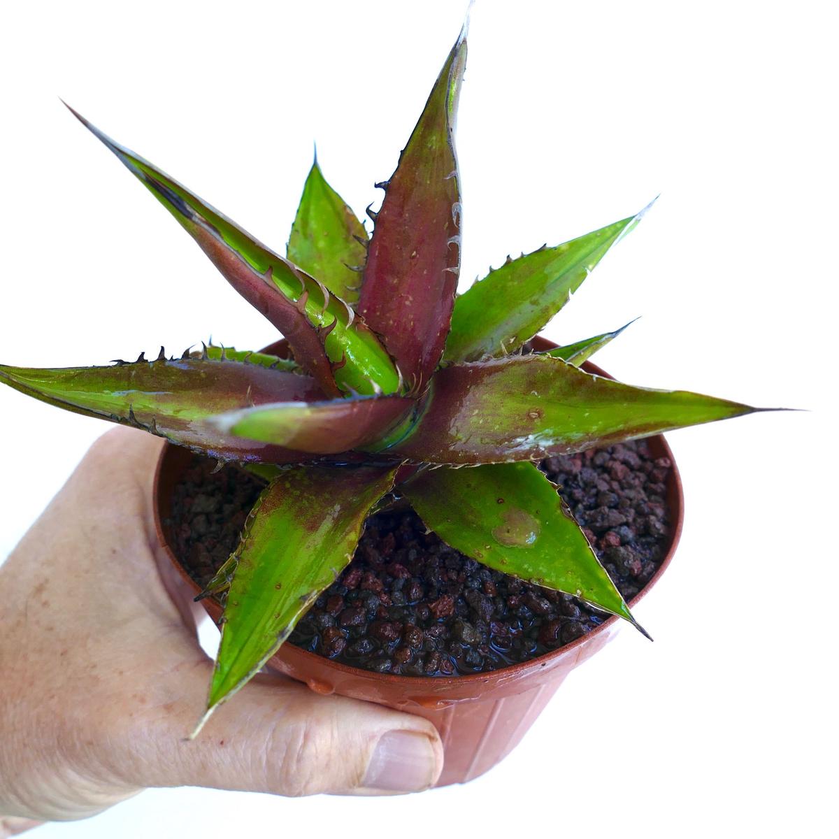 Agave horrida RED GREEN
