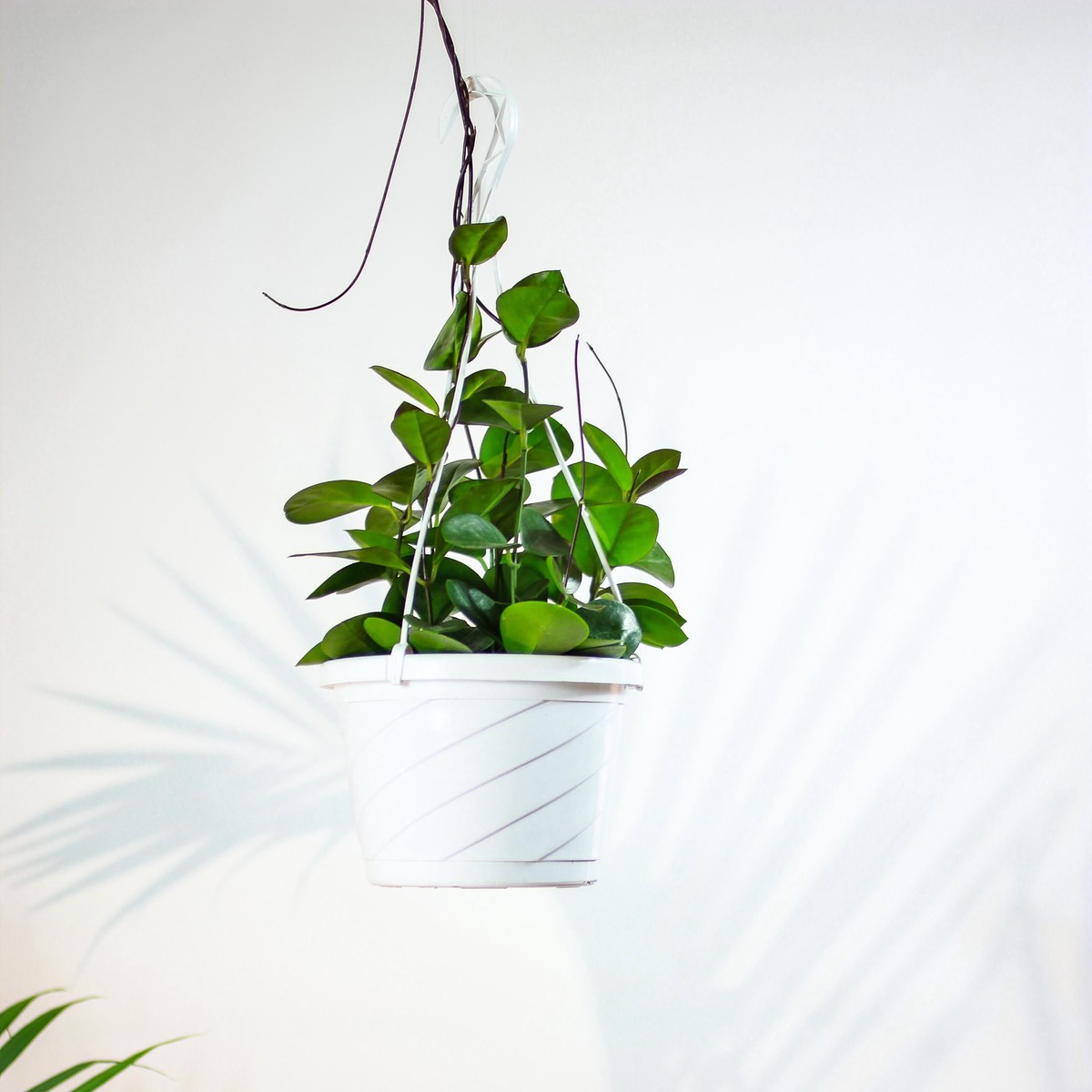 Waxvine: Hoya australis - 8 inch hanging basket