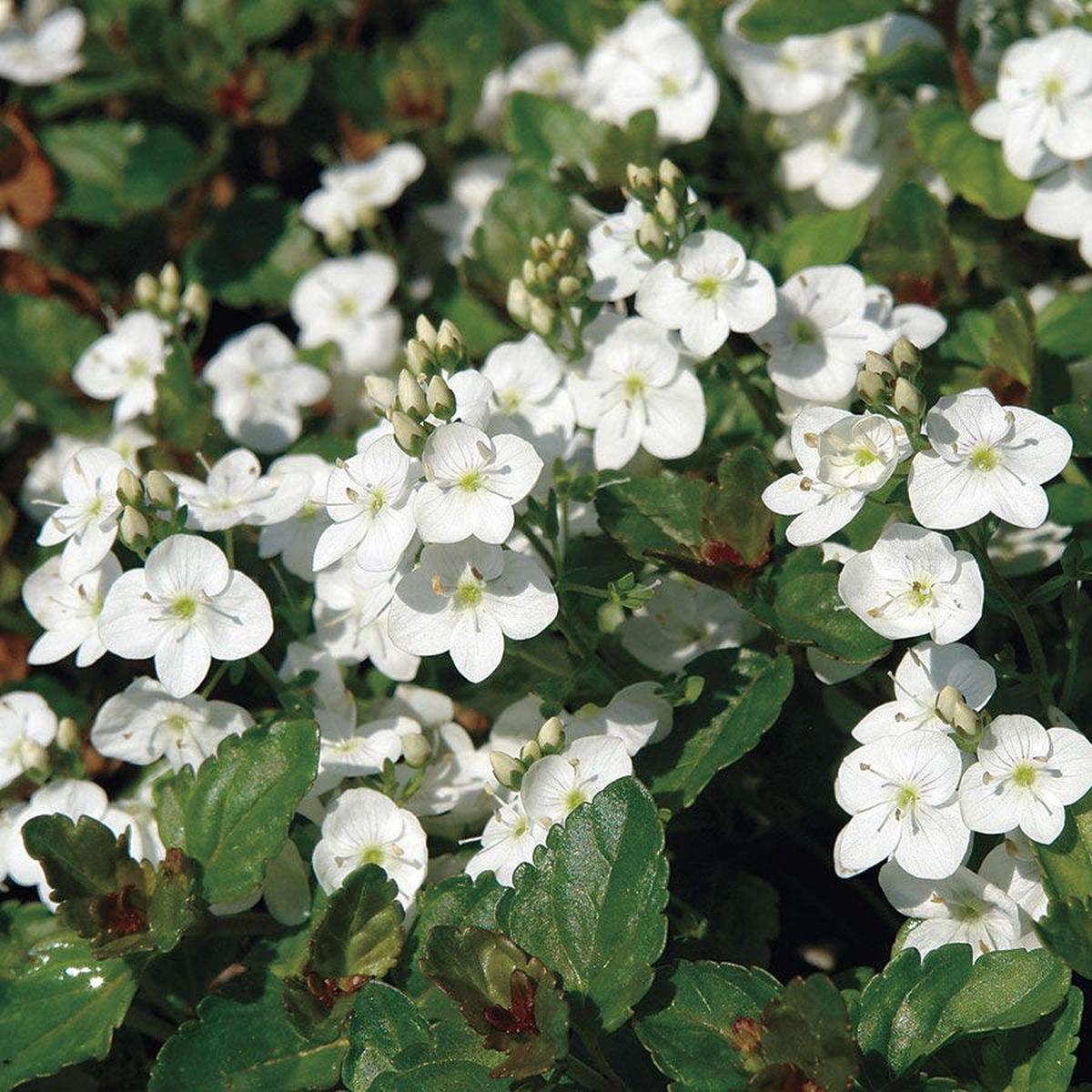 Whitewater Speedwell