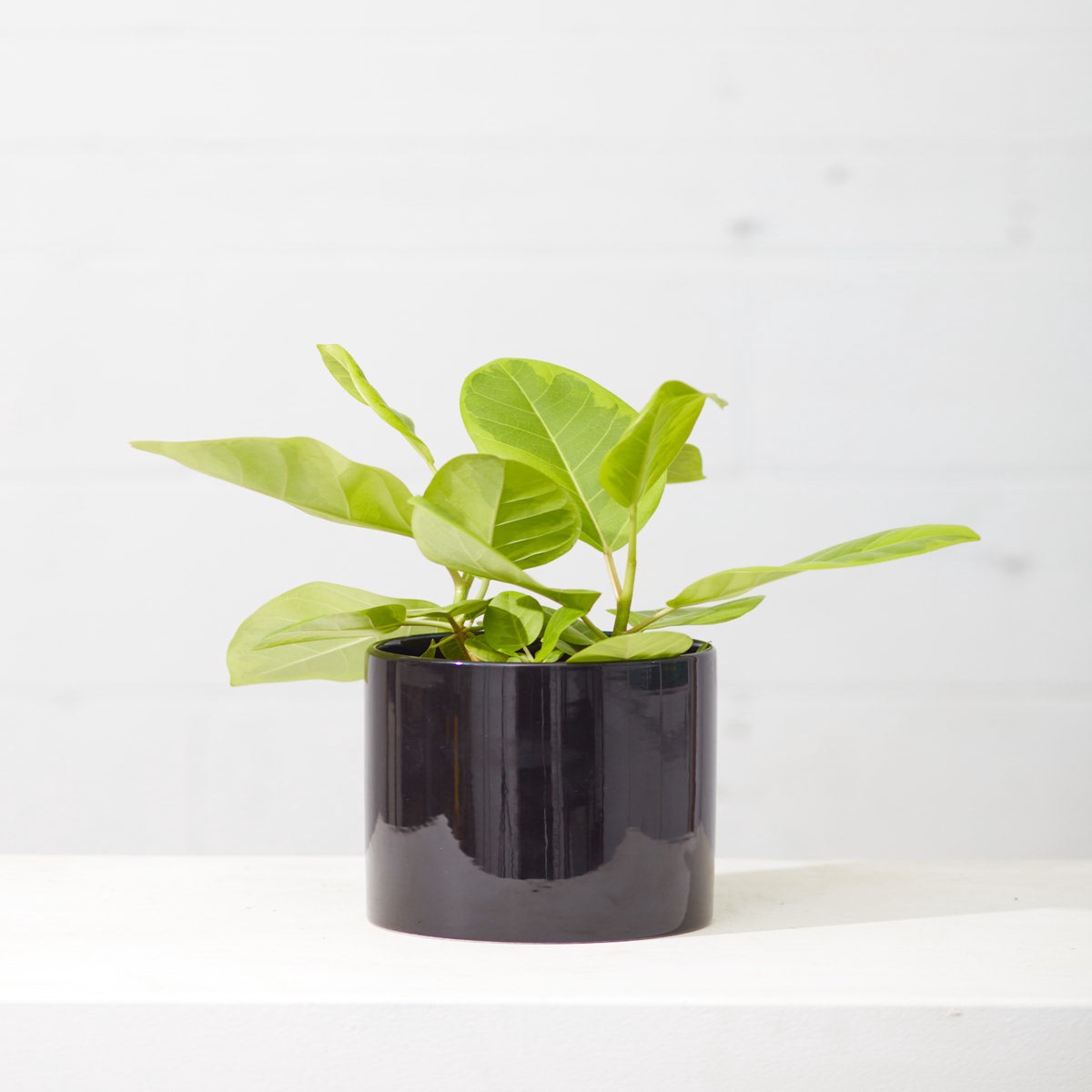 Yellow Gem Fig: Ficus altissima - 6 inch pot