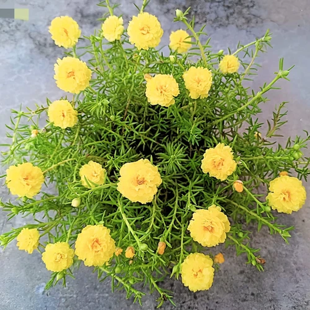 100 YELLOW PORTULACA Grandiflora / MOSS ROSE Gold Flower Seeds *Comb S/H