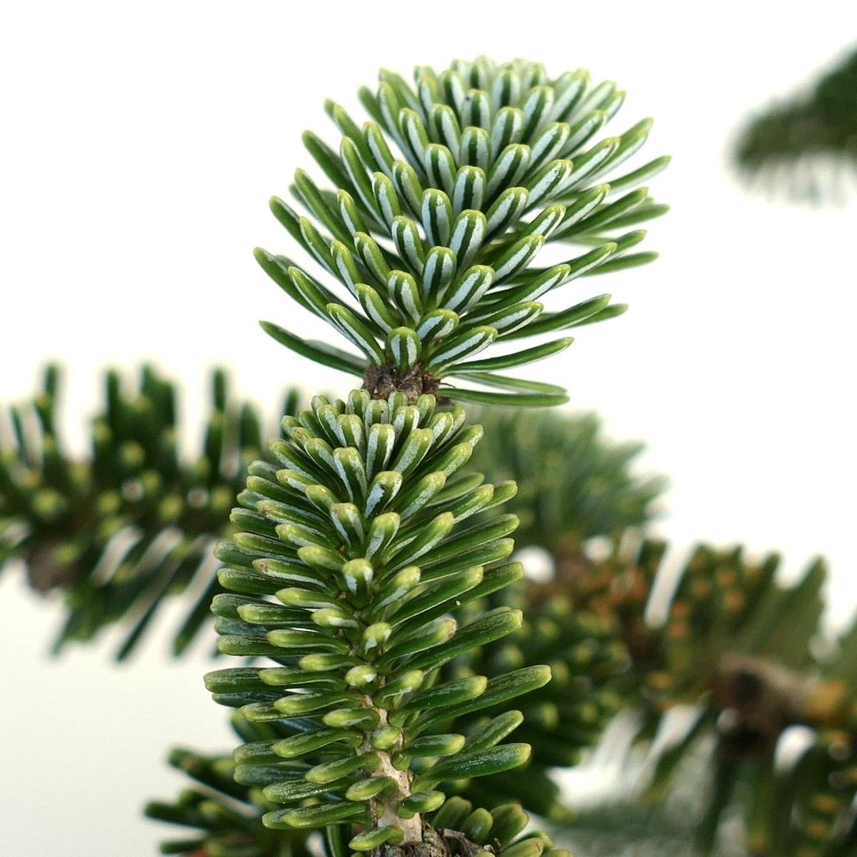Abies numidica