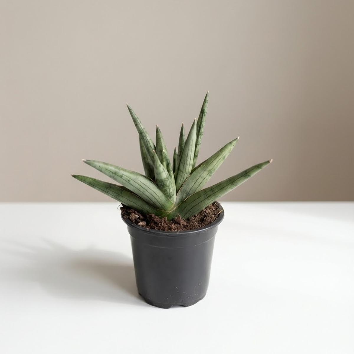 Yaya Snake Plant: Sansevieria trifasciata - 4 inch pot