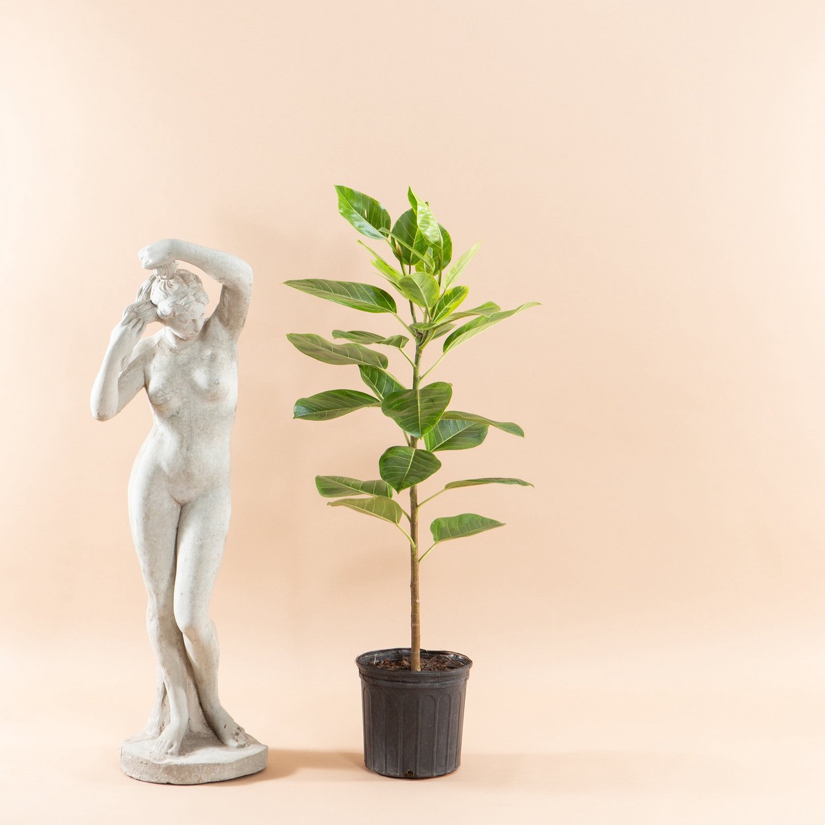 Yellow Gem Fig Column: Ficus altissima - 10 inch pot - 4-5 foot tall
