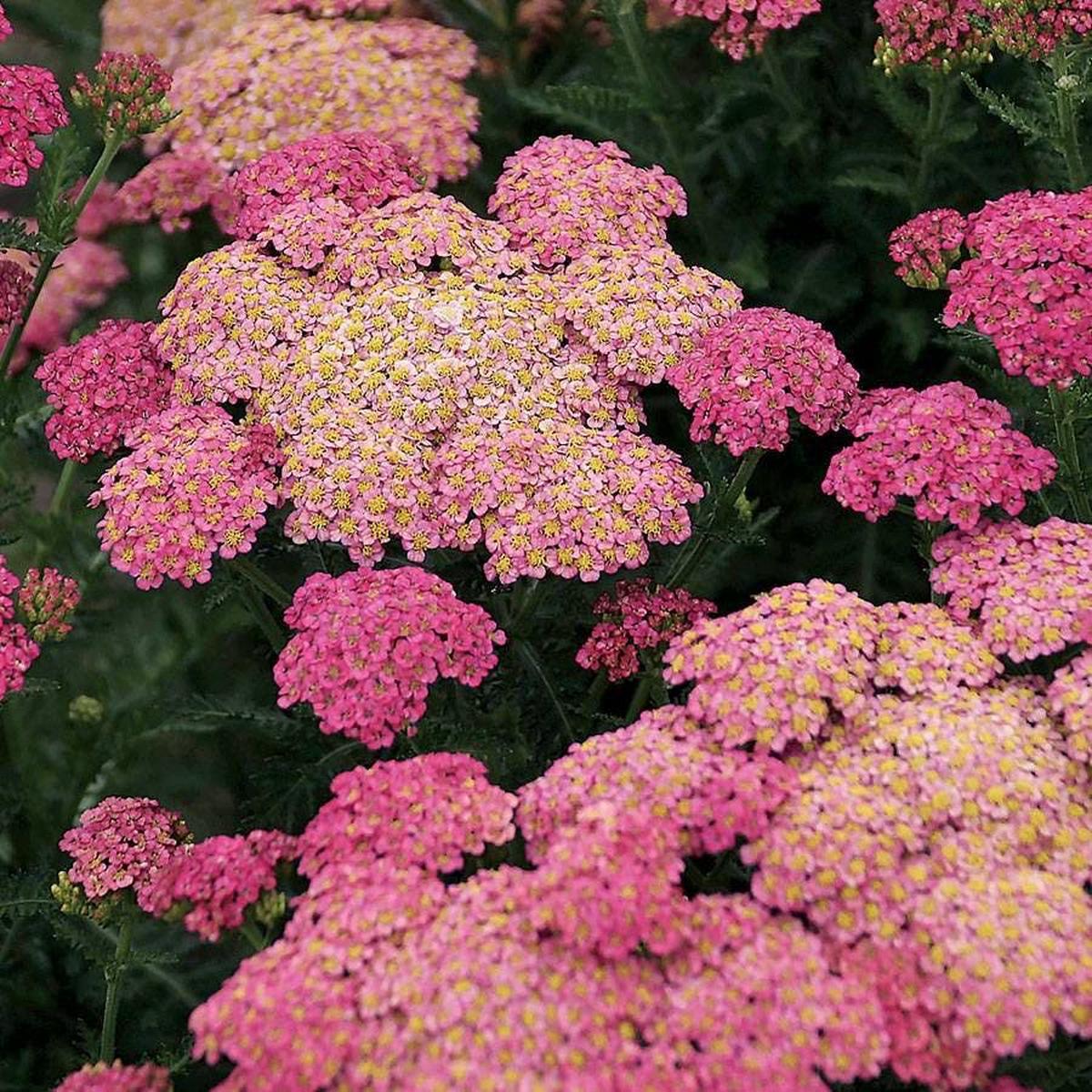 Achillea Sassy Summer Taffy