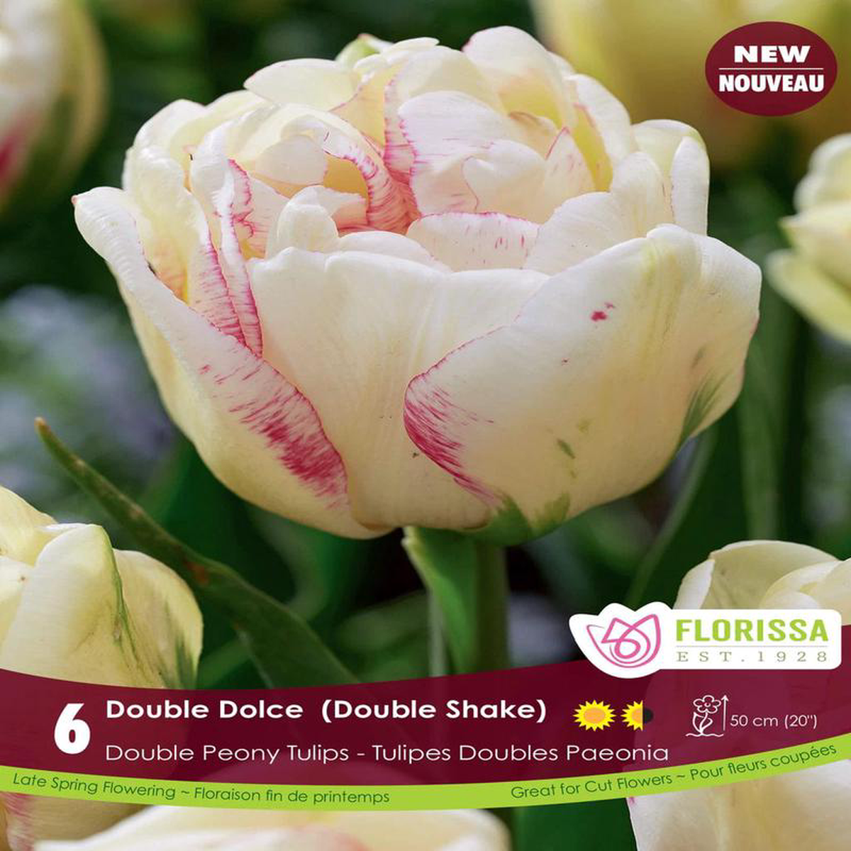 Tulip 8211 Double Dolce 6 Pack