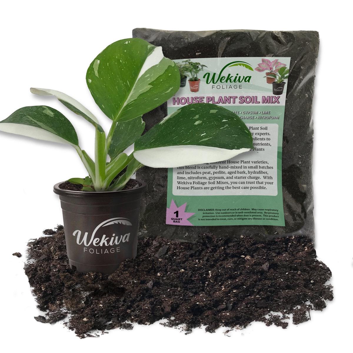 White Wizard Philodendron and Soil Mix Combo - Live Plant in a 4 Inch Pot with 1 Quart HousePlant Soil Mix - Philodendron Erubescens White Wizard with Custom Soil Blend