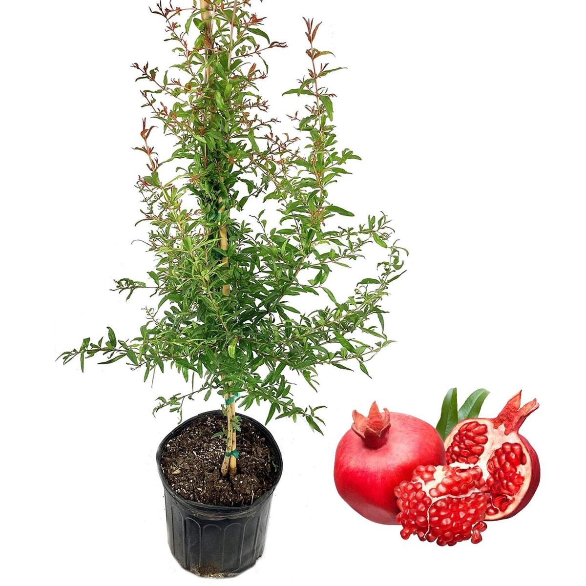 Wonderful Pomegranate Tree - Live Tree in a 3 Gallon Pot - Punica Granatum - Edible Fruit Bearing Tree for The Patio and Garden