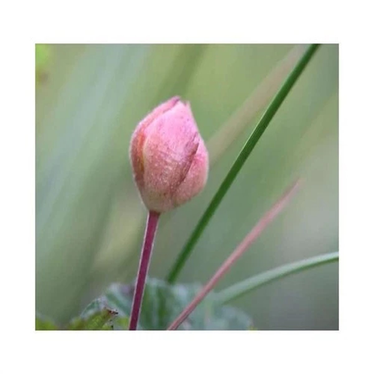 10x Rubus chamaemorus Cloudberry Garden Plants - Seeds ID1562