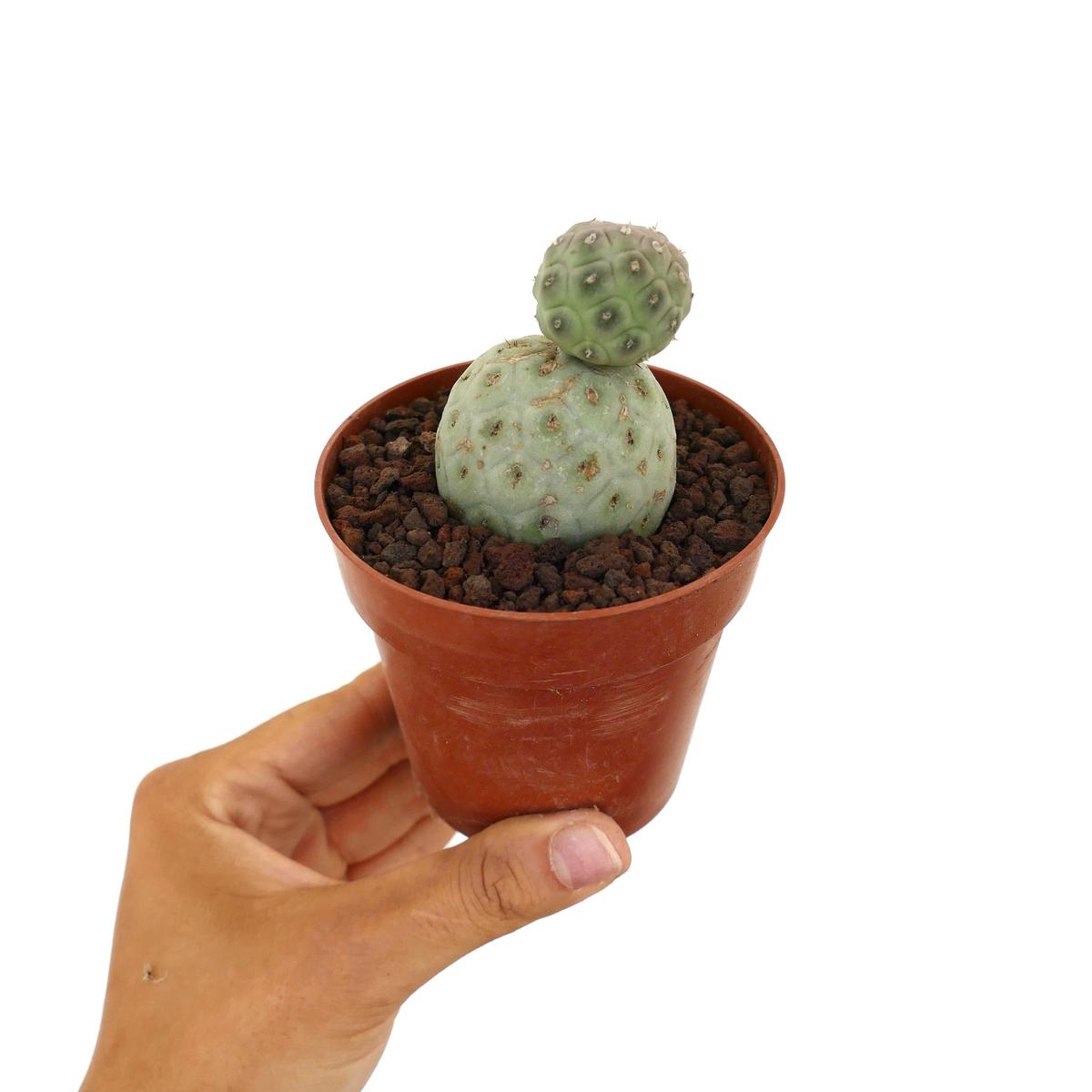 Tephrocactus geometricus TWO BALLS