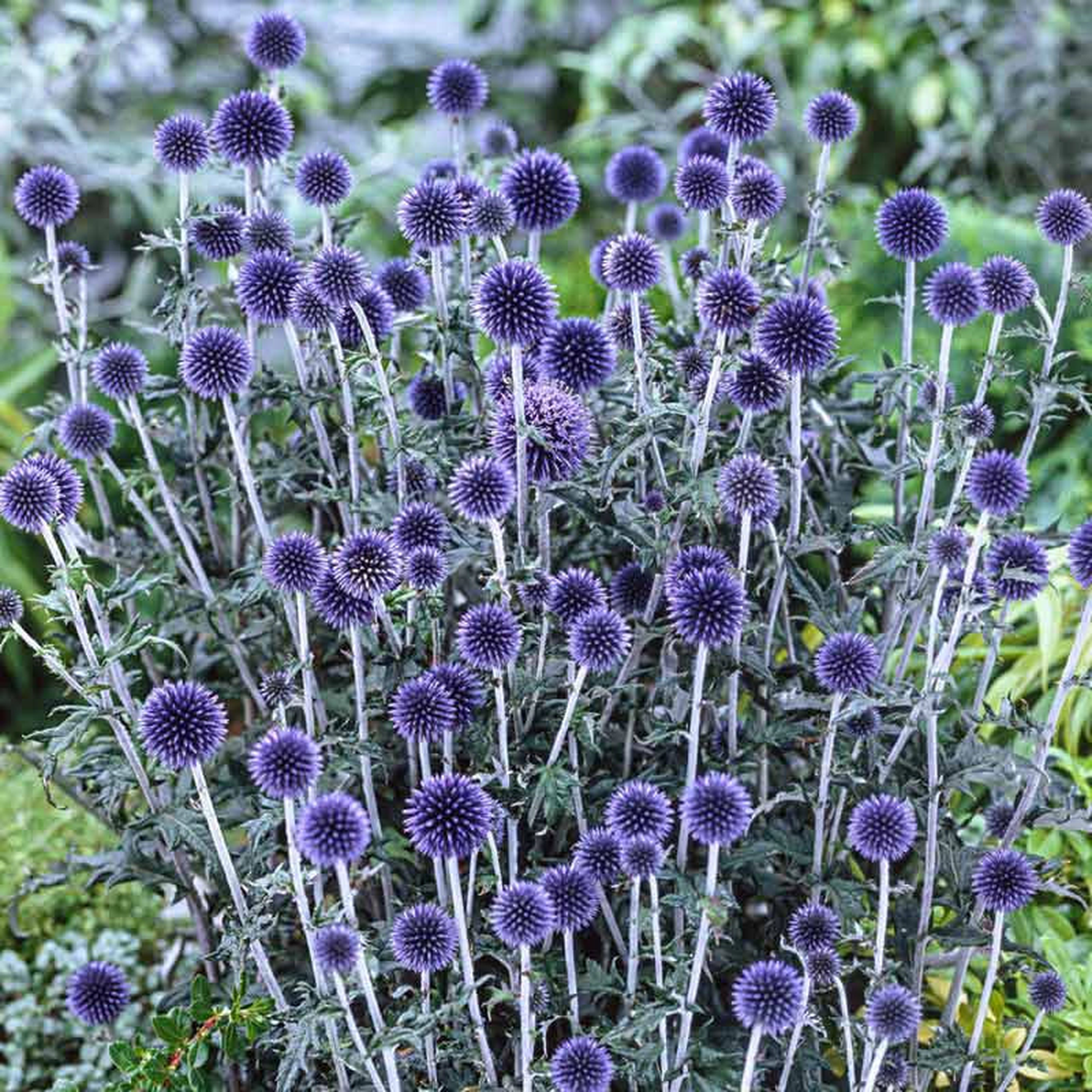 Veitch's Blue Globe Thistle